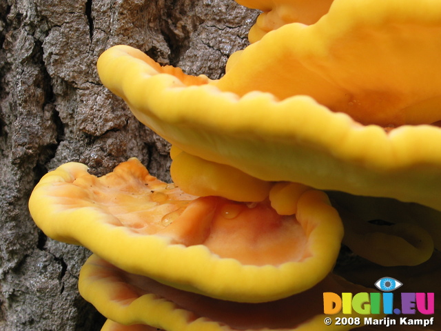 28112 Detail Big Yellow Mushrooms on Tree - Sulfur Shelf (Laetiporus sulphureus)